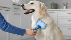 Por qué tu perro pierde pelo aunque haga frío y cómo controlar la caída