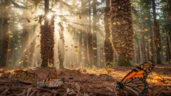 Mariposa monarca: el milagro natural que regresa cada año a nuestros bosques